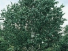 Betula verrucosa Bouleau Blanc 